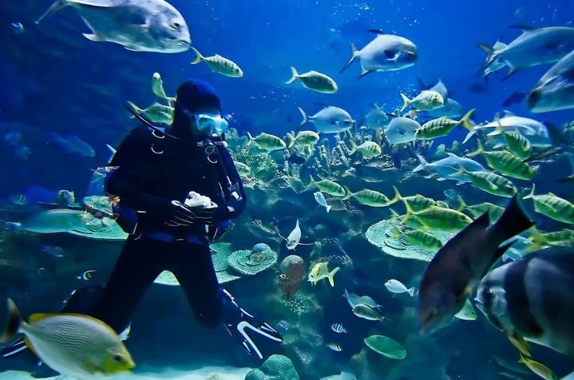 Ras Mohamed & White Island Snorkel or Dive